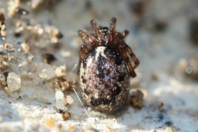  Enoplognatha Pavesi, 1880