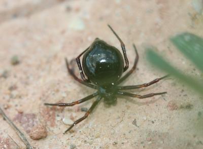  Euryopis episinoides (Walckenaer, 1847)