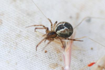 Théridion royal Kochiura aulica (C.L. Koch, 1838)