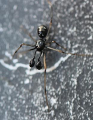  Neottiura suaveolens (Simon, 1880)