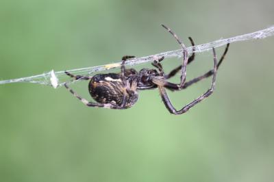  Larinioides sclopetarius (Clerck, 1758)