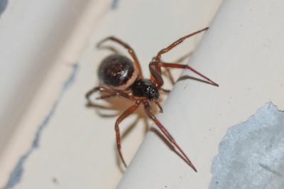  Steatoda nobilis (Thorell, 1875)