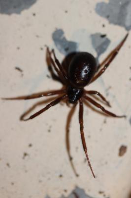  Steatoda nobilis (Thorell, 1875)