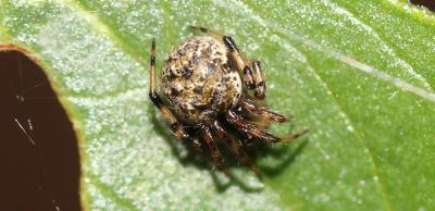  Dipoena melanogaster (C.L. Koch, 1837)