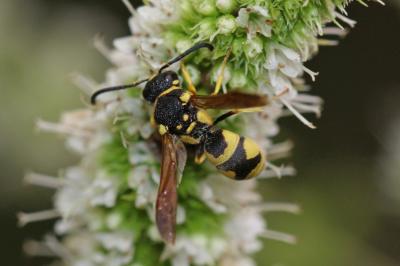 Parodontodynerus ephippium (Klug, 1817)