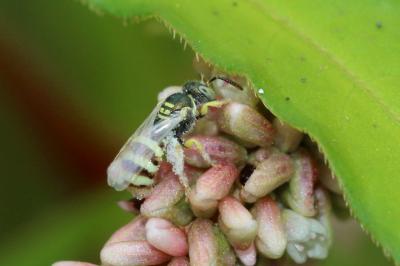  Ceylalictus variegatus (Olivier, 1789)