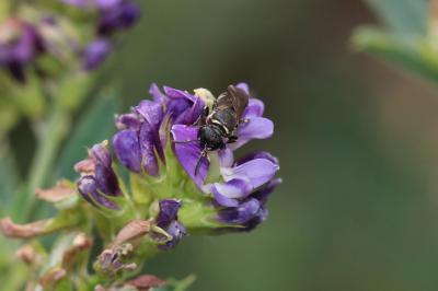  Hylaeus Fabricius, 1793