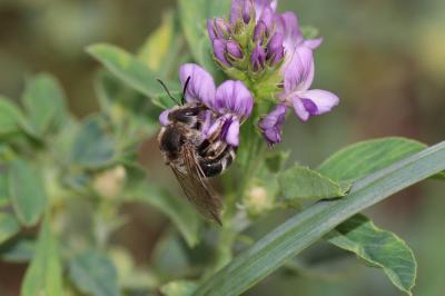  Lasioglossum Curtis, 1833