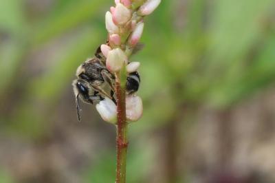  Lasioglossum Curtis, 1833
