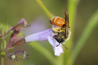  Andrena pellucens Pérez, 1895