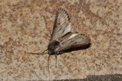 Xyline australe (La) Aporophyla australis (Boisduval, 1829)