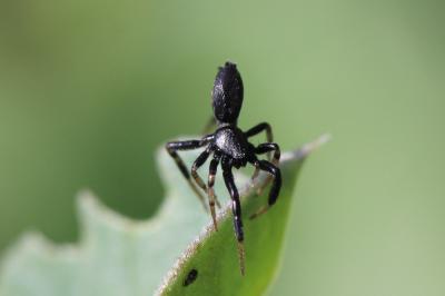  Setaphis carmeli (O. Pickard-Cambridge, 1872)