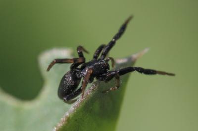  Setaphis carmeli (O. Pickard-Cambridge, 1872)
