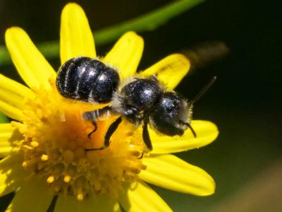  Osmia ligurica Morawitz, 1868