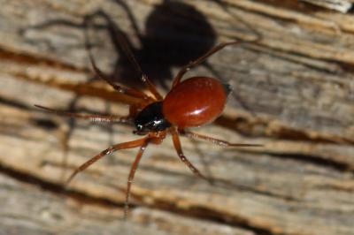 Érigone cul-noir Ostearius melanopygius (O. Pickard-Cambridge, 1879)