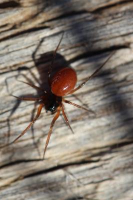 Érigone cul-noir Ostearius melanopygius (O. Pickard-Cambridge, 1879)