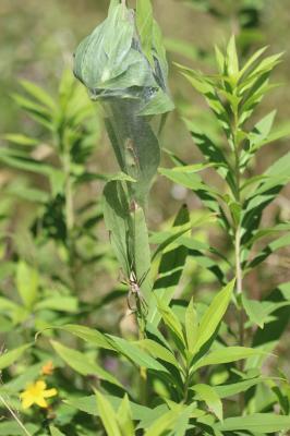 Pisaure admirable Pisaura mirabilis (Clerck, 1758)
