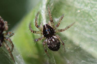 Pisaure admirable Pisaura mirabilis (Clerck, 1758)