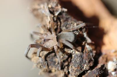 Filistate perfide Filistata insidiatrix (Forskål, 1775)