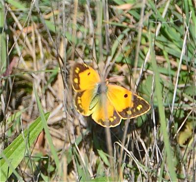 Souci (Le) Colias crocea (Geoffroy in Fourcroy, 1785)