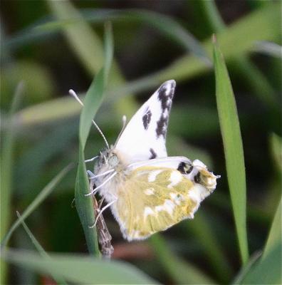 Marbré-de-vert (Le), Piéride du Réséda (La), Marbr Pontia daplidice (Linnaeus, 1758)