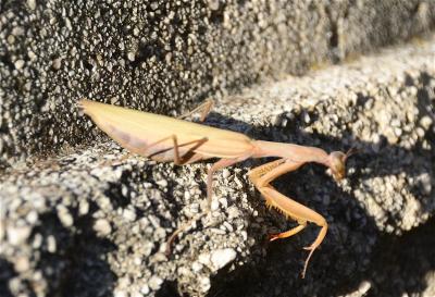 Mante religieuse Mantis religiosa (Linnaeus, 1758)