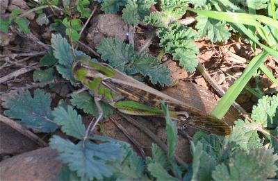 Criquet migrateur, Criquet voyageur, Criquet cendr Locusta migratoria (Linnaeus, 1758)