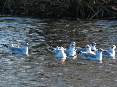 Mouette rieuse Chroicocephalus ridibundus (Linnaeus, 1766)