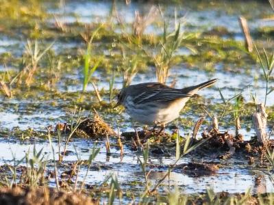 Pipit spioncelle Anthus spinoletta (Linnaeus, 1758)