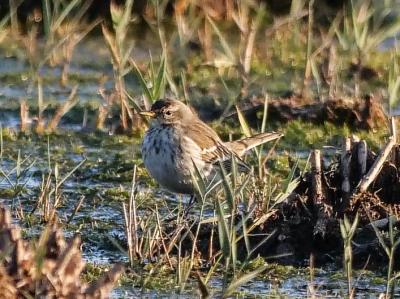 Pipit spioncelle Anthus spinoletta (Linnaeus, 1758)