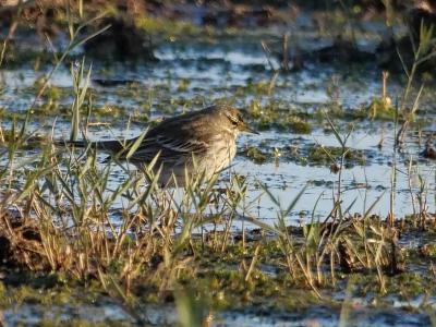 Pipit spioncelle Anthus spinoletta (Linnaeus, 1758)