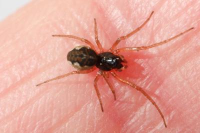  Pachygnatha degeeri Sundevall, 1830
