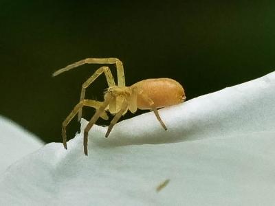  Philodromus 