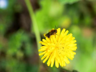  Osmia niveata (Fabricius, 1804)