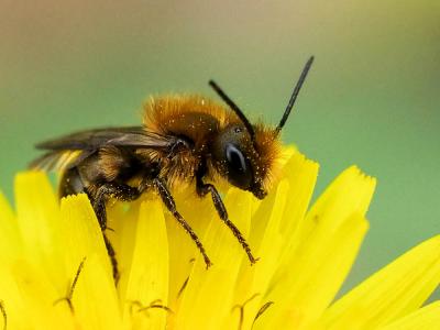  Osmia niveata (Fabricius, 1804)