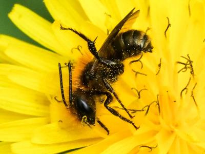  Osmia niveata (Fabricius, 1804)