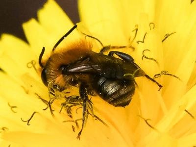  Osmia niveata (Fabricius, 1804)