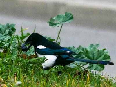 Pie bavarde Pica pica (Linnaeus, 1758)