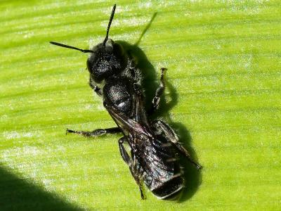 Osmia submicans Morawitz, 1870