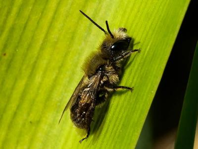  Osmia submicans Morawitz, 1870
