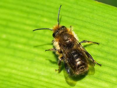  Osmia niveata (Fabricius, 1804)