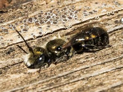 Osmia submicans Morawitz, 1870