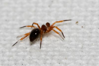  Euryopis episinoides (Walckenaer, 1847)