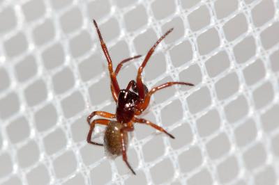  Euryopis 