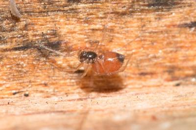 Érigone cul-noir Ostearius melanopygius (O. Pickard-Cambridge, 1879)