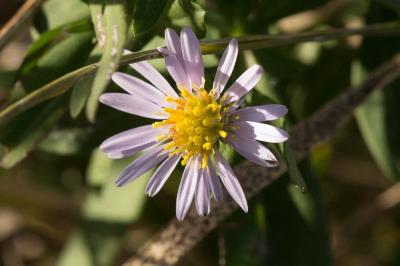 Aster des jardins Symphyotrichum novi-belgii (L.) G.L.Nesom, 1995