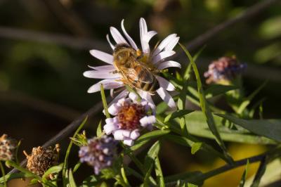 Abeille domestique, Abeille européenne, Abeille me Apis mellifera Linnaeus, 1758