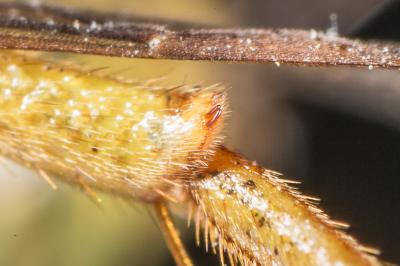  Nomada succincta Panzer, 1798