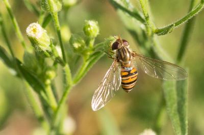  Episyrphus balteatus (De Geer, 1776)
