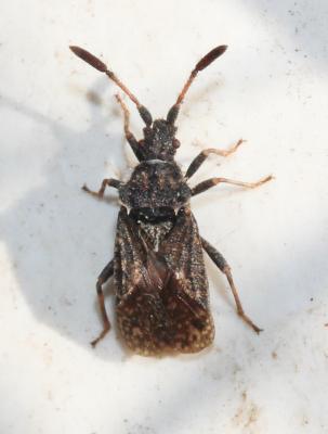  Strobilotoma typhaecornis (Fabricius, 1803)